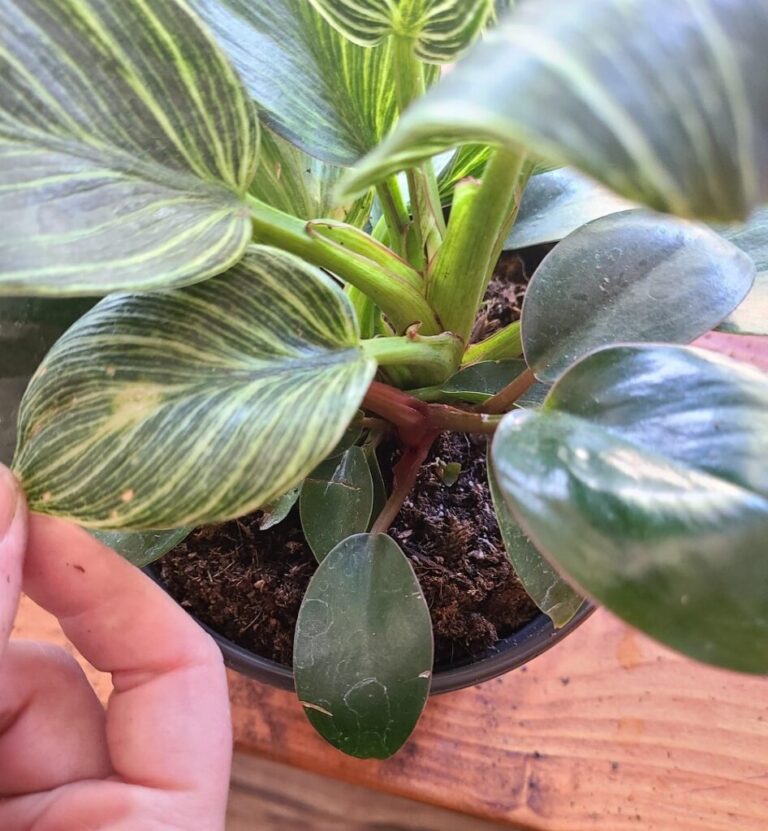 Do philodendrons like being misted?  - A PUZZLE