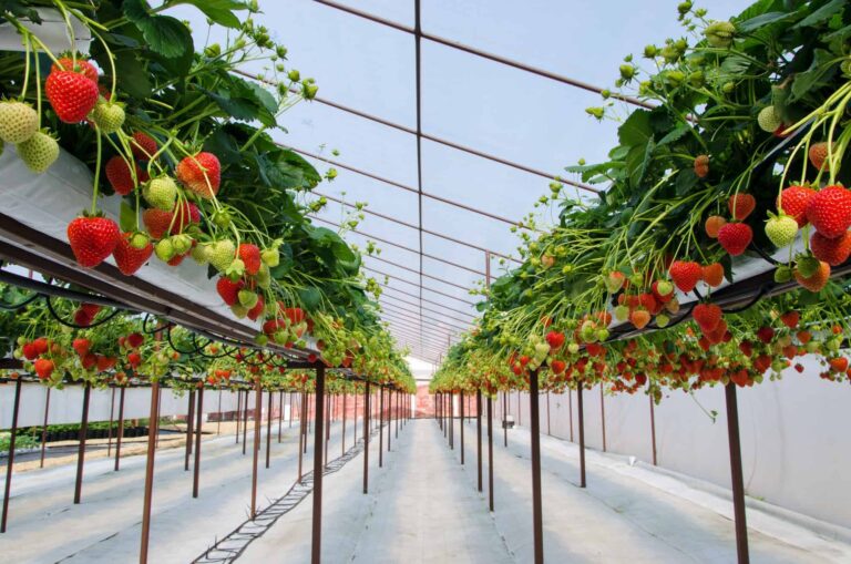 Can peppers and strawberries be planted together?