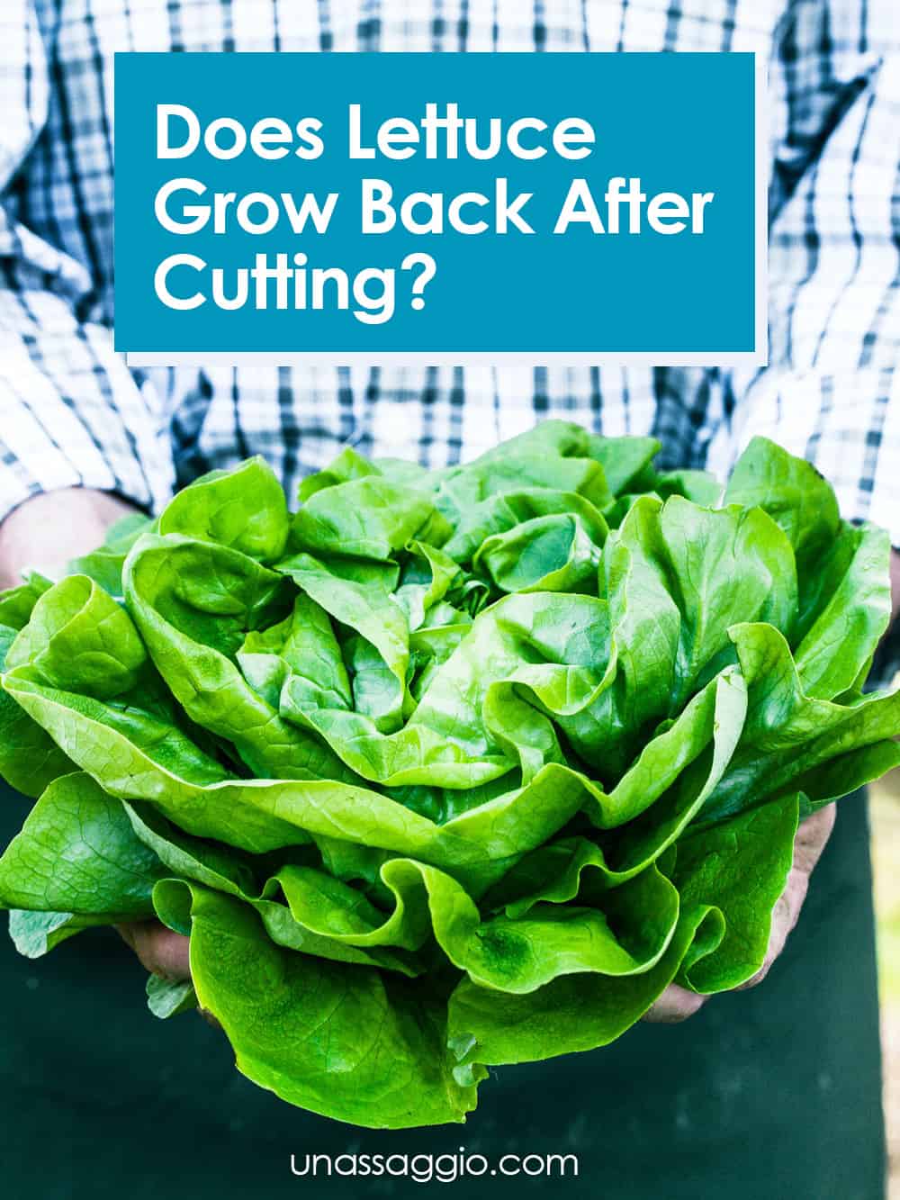 Does lettuce grow back after you cut it?