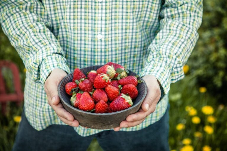 How to maintain your strawberries in winter?