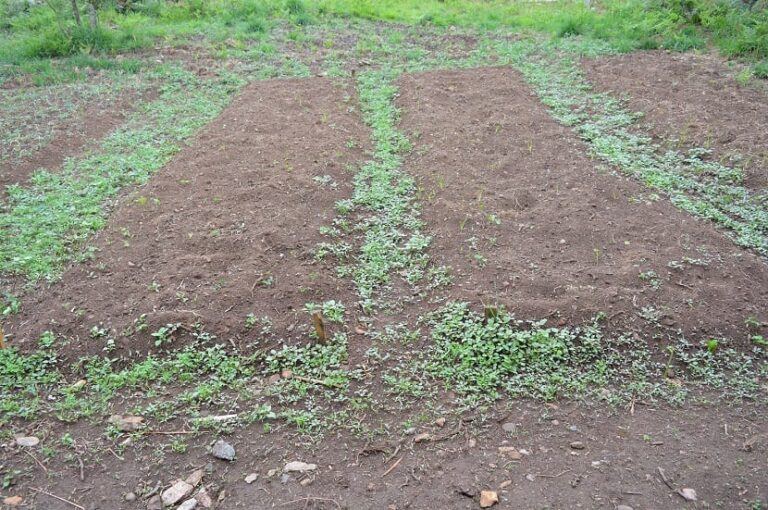 False seeding to control weeds