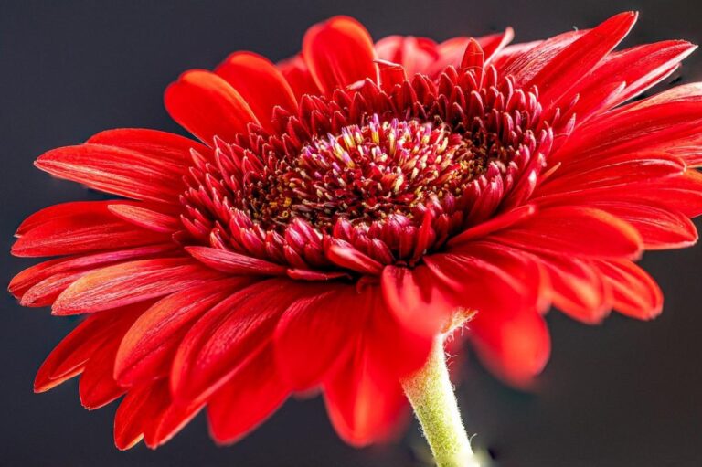 La gerbera es una planta que puiede estar en interior