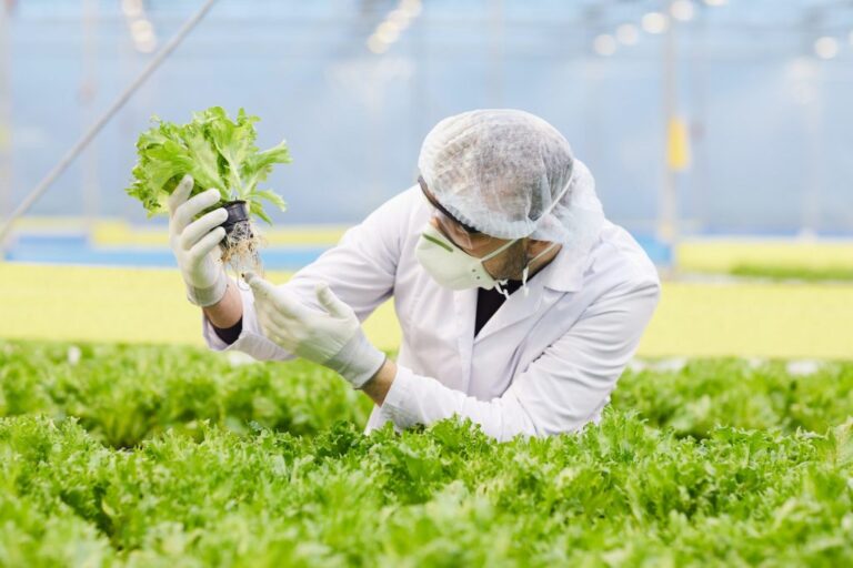 Lettuce Companion Plants
