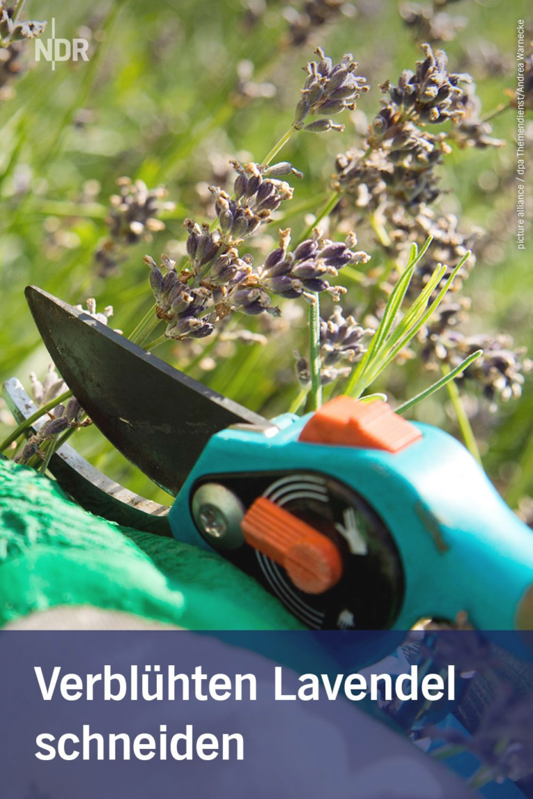 Growing garden plants: how and when