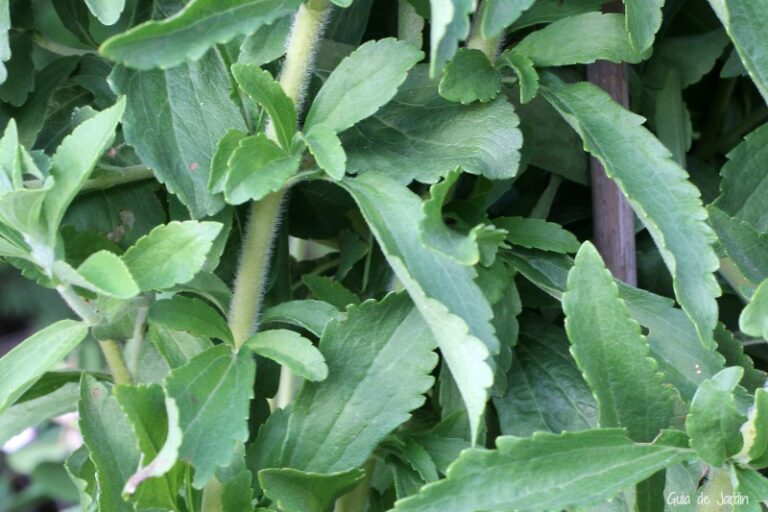 Growing natural sugar in the garden