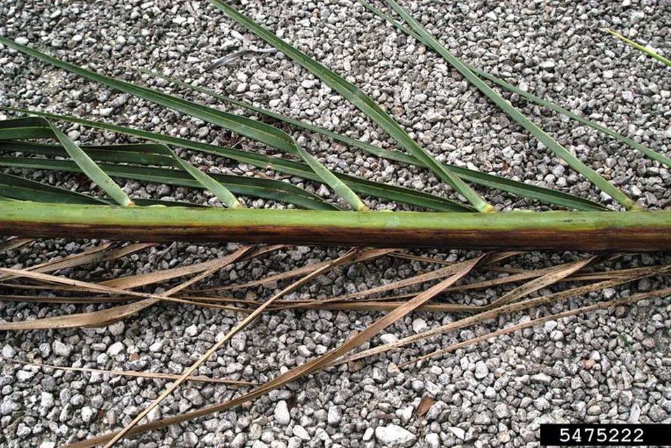 Fusarium wilt of palms