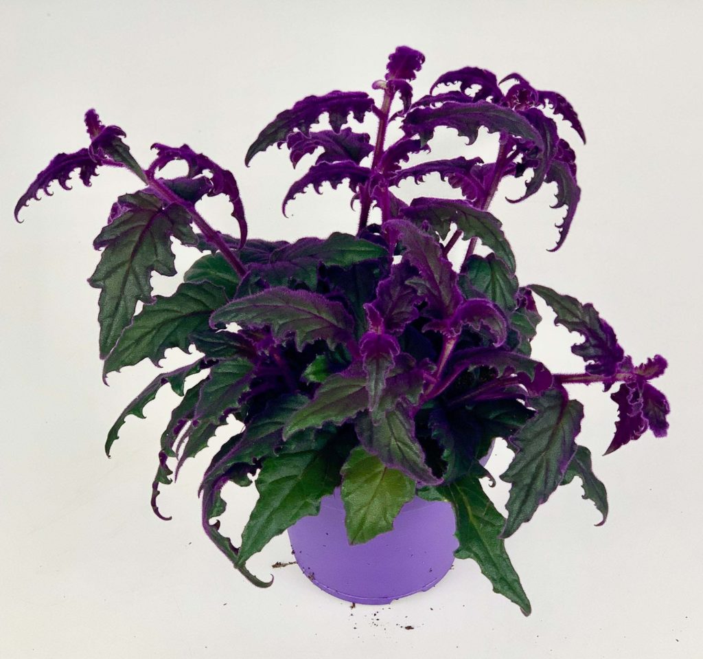 Guide to Purple Passion Plant Propagation and Care - ISPUZZLE