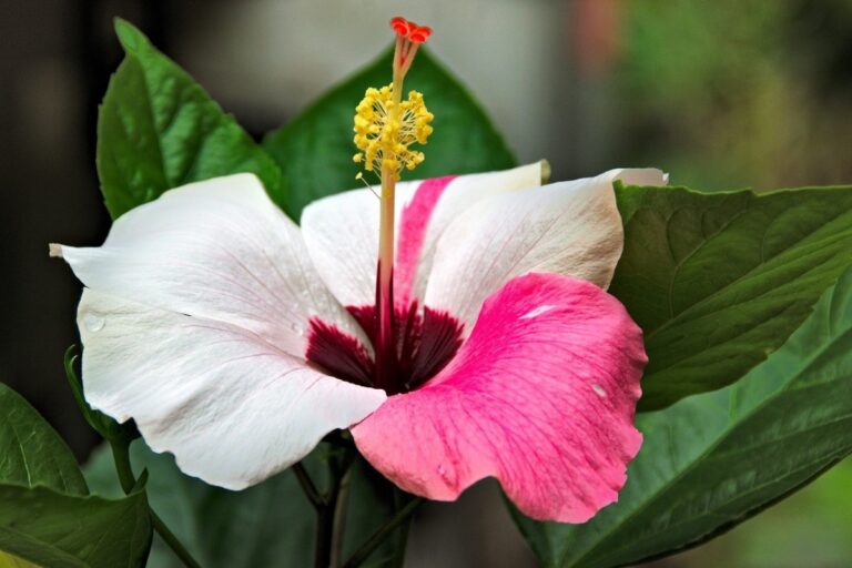 enfermedades del hibiscus en jardines