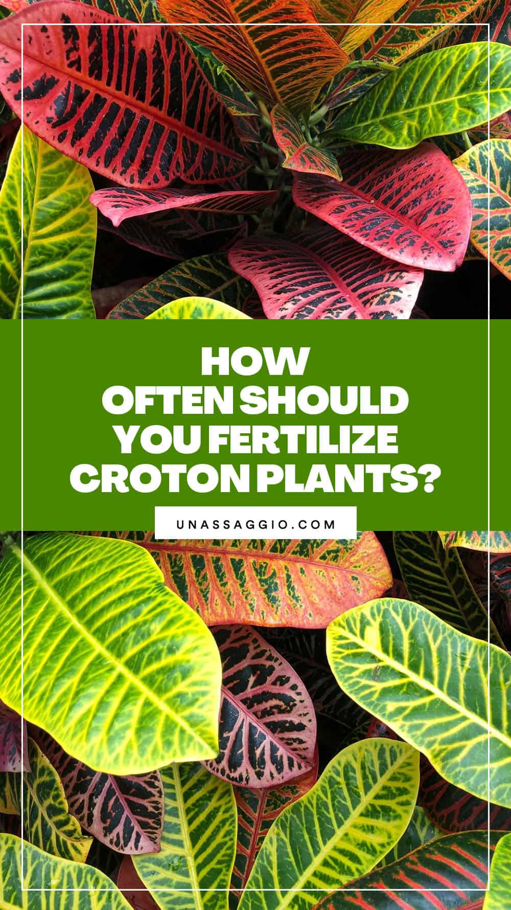 How Often Should You Fertilize Your Croton Plants?
