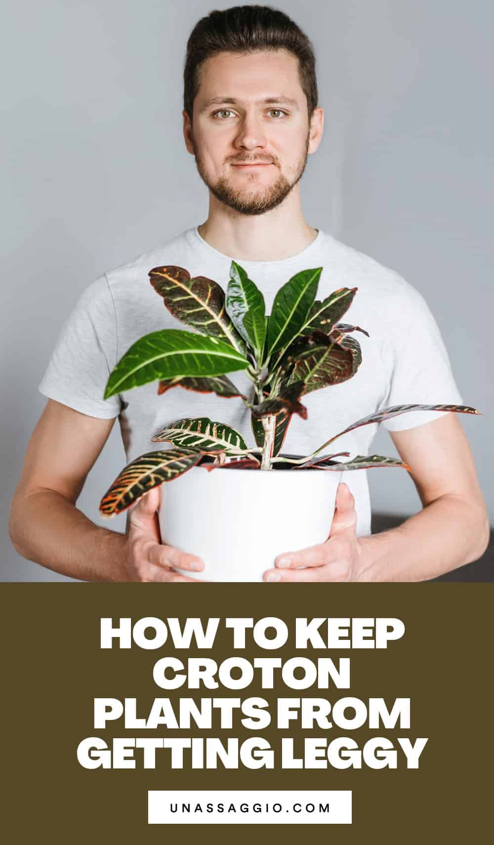 How do you keep croton plants from getting long?