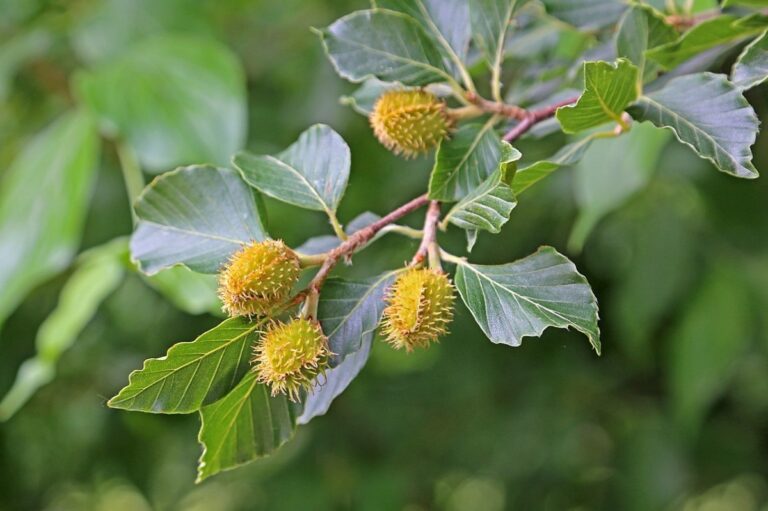 El fruto del haya madura en oto&ntilde;o