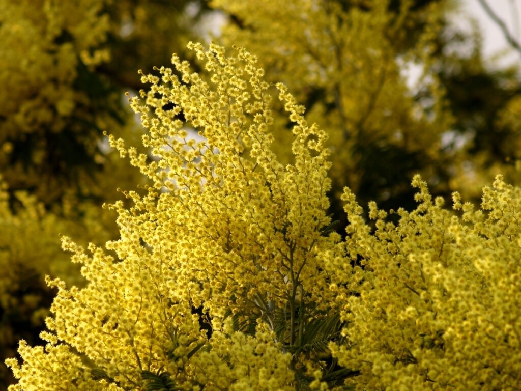 La flor de la acacia es amarilla