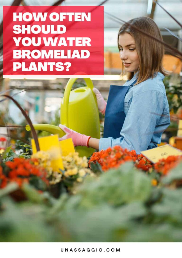 How often should bromeliad plants be watered?