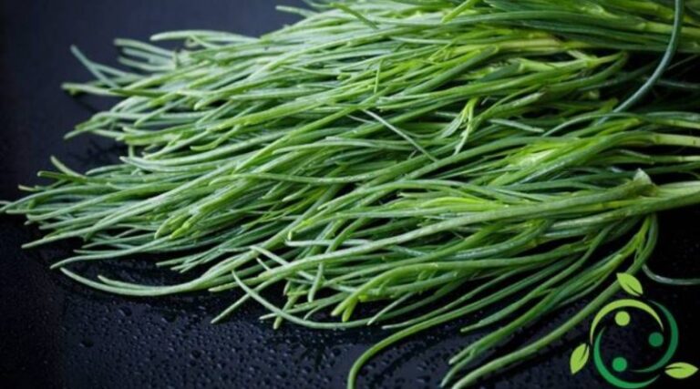 How to Grow Friar's or Agretti's Beard