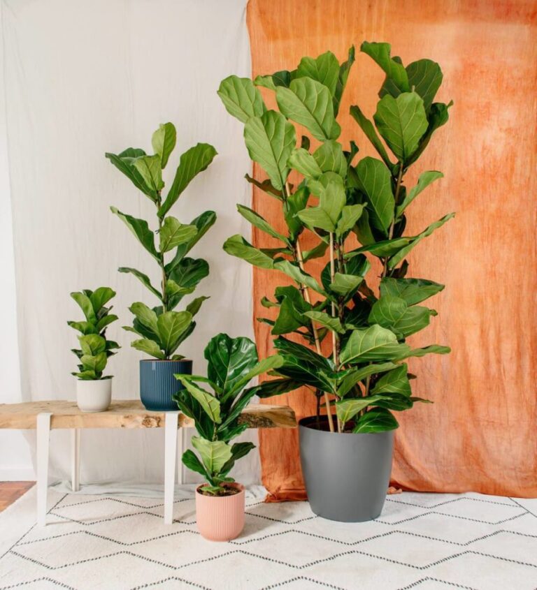fiddle leaf fig tree
