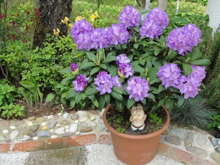 El rododendro se puede tener en maceta