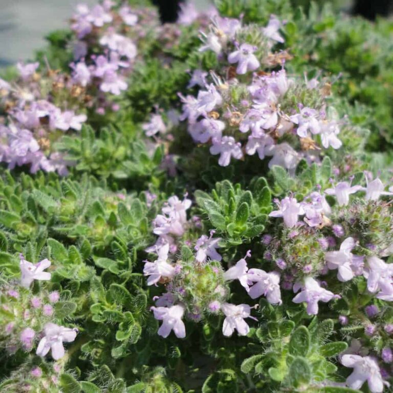 How do you maintain your creeping thyme plant?