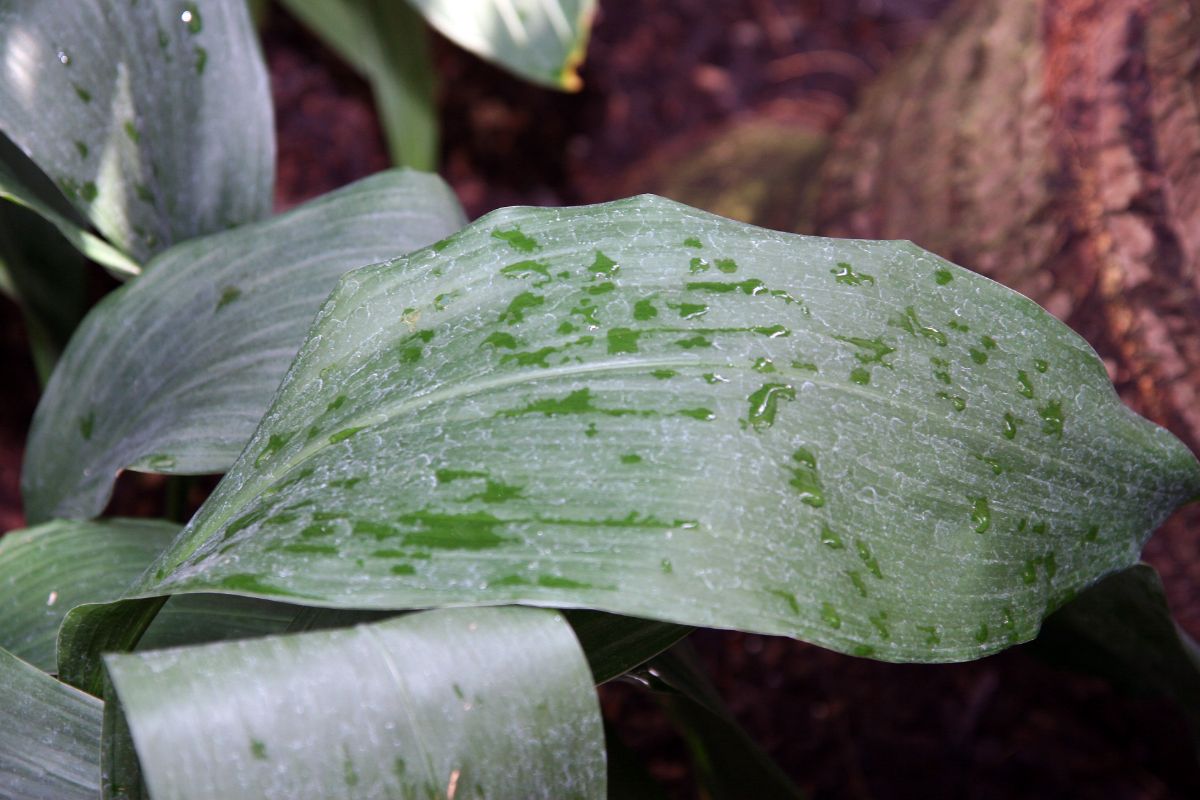 how to clean an aspidistra