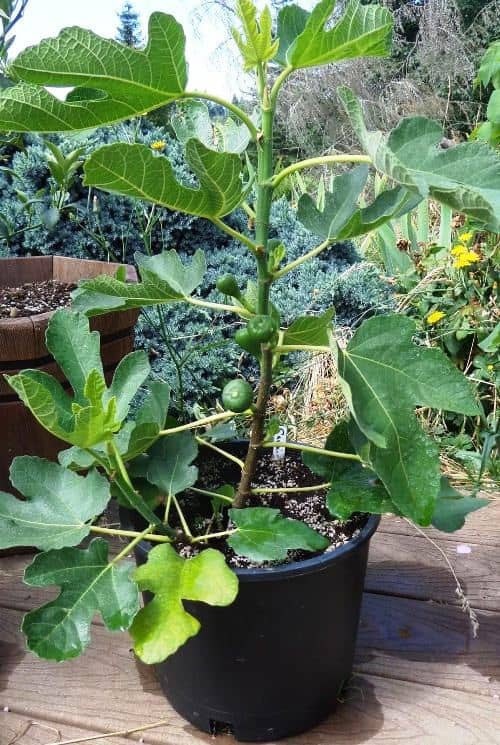 grow a fig tree in a pot