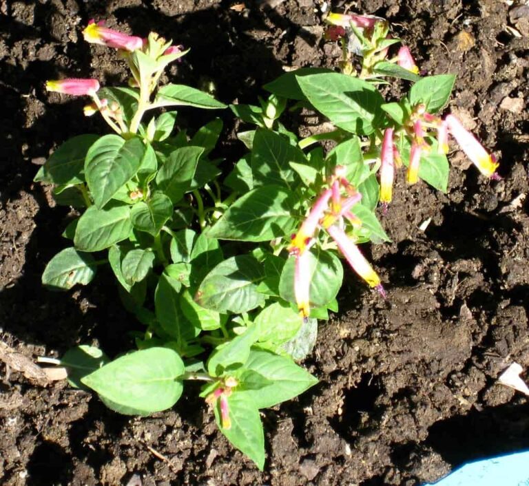 How to grow cigar plants?  - A PUZZLE