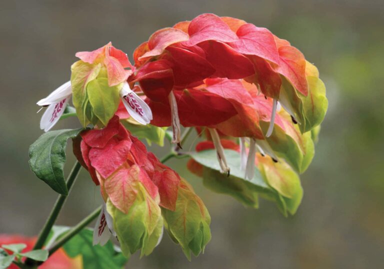 prawn plant care