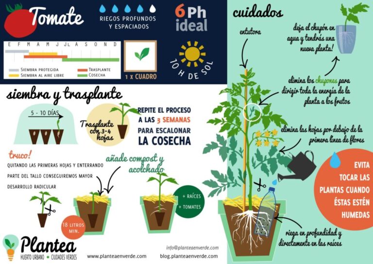 How to grow tomatoes