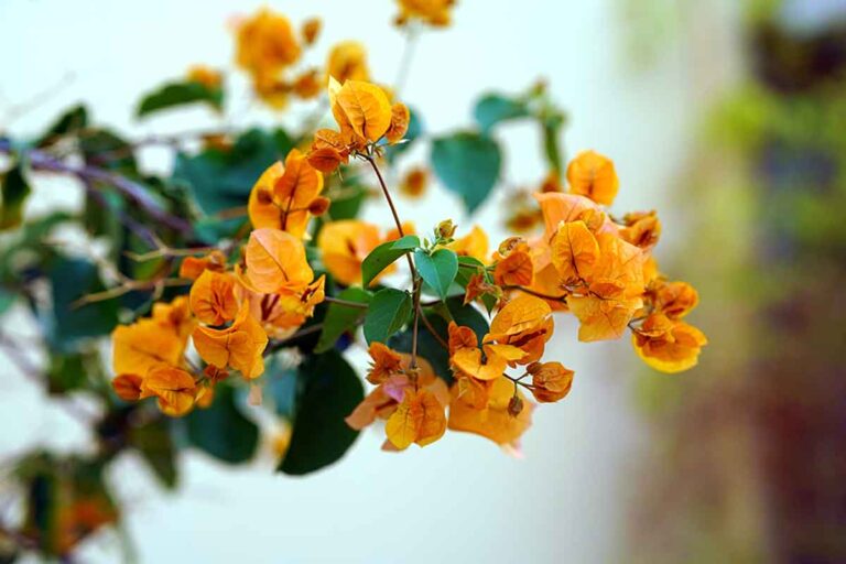 flores amarillas