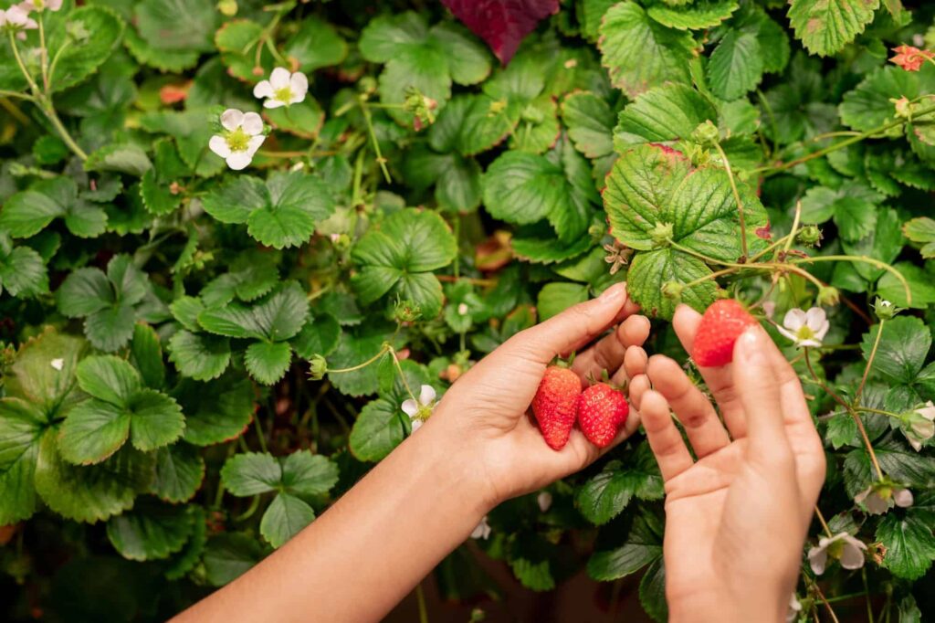 The best plants to grow with strawberries