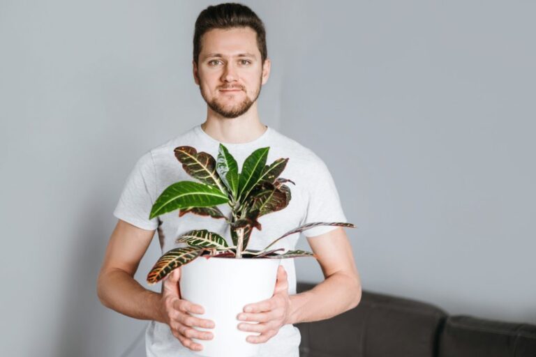 How do you prevent Croton plants from stretching out?
