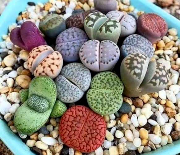 grow stone cactus