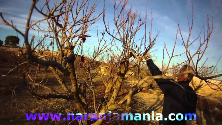 How to prune khaki or persimmon