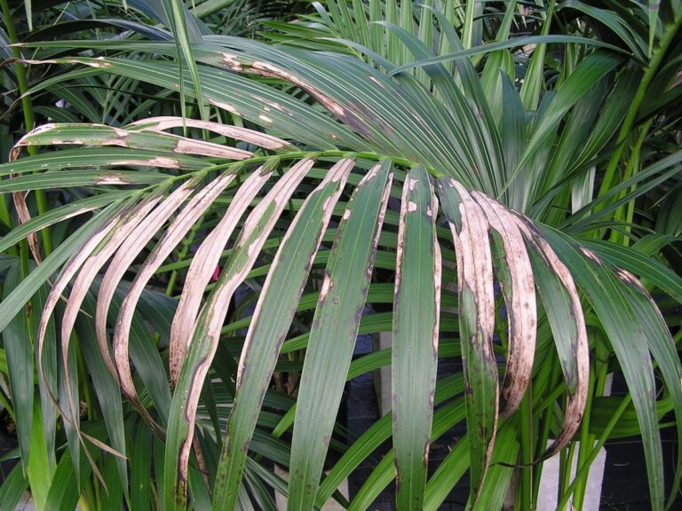 La kentia puede tener diversos problemas