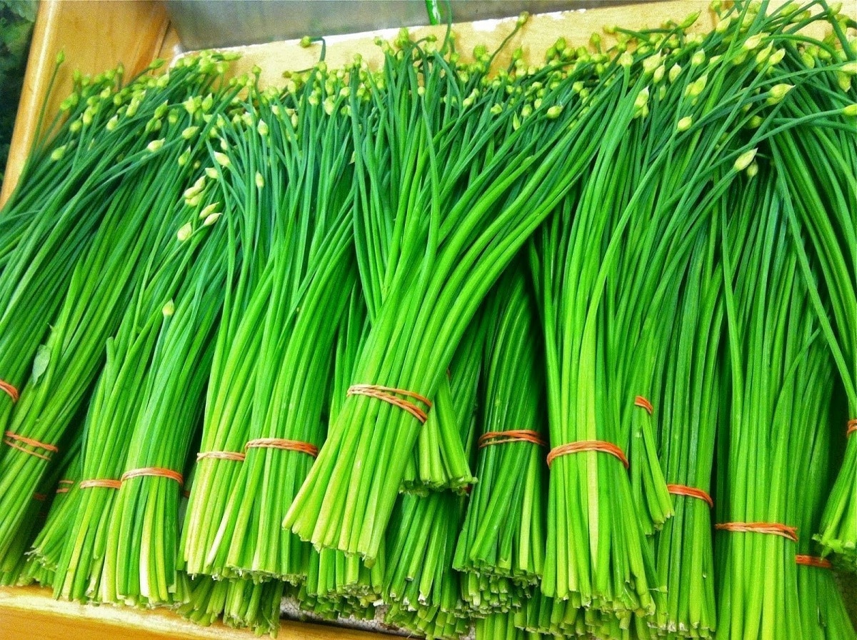 how to plant chives step by step