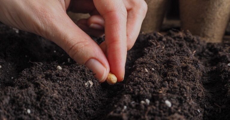 How to sow directly