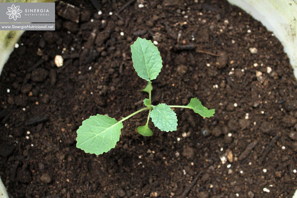 How to transplant seedlings
