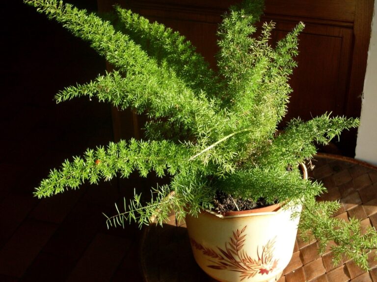 La planta de esp&aacute;rragos ornamental puede estar en interior