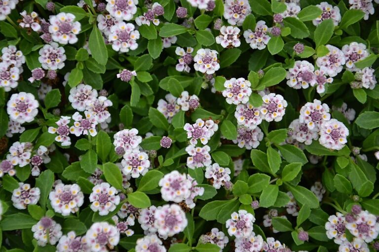 lippia nodiflora en invierno