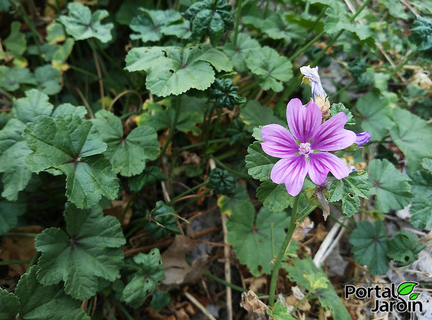 Mallow: Cultivation And Properties