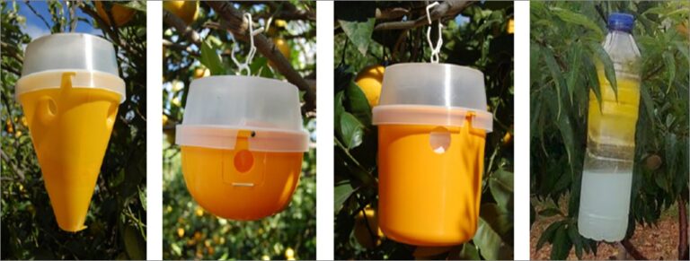 Mediterranean fly traps