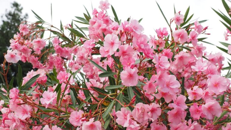 Nerium oleander: cuidados