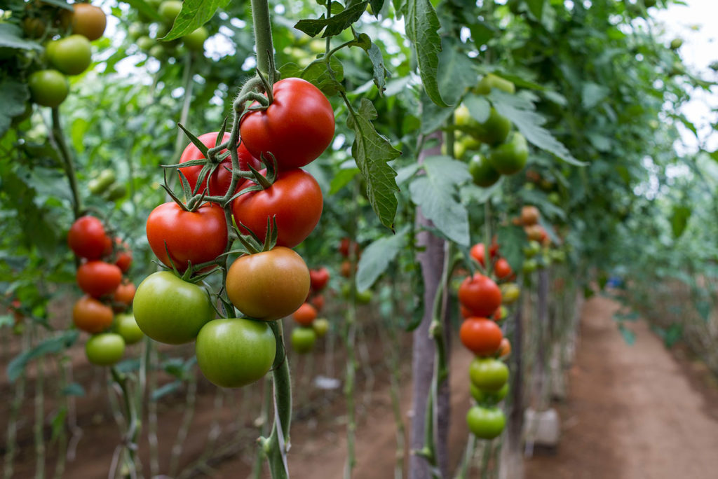 Origins and history of the tomato