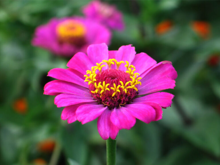 Ornamental flower that butterflies like to eat.