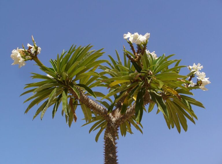 Pachypodium lamerei: cuidados