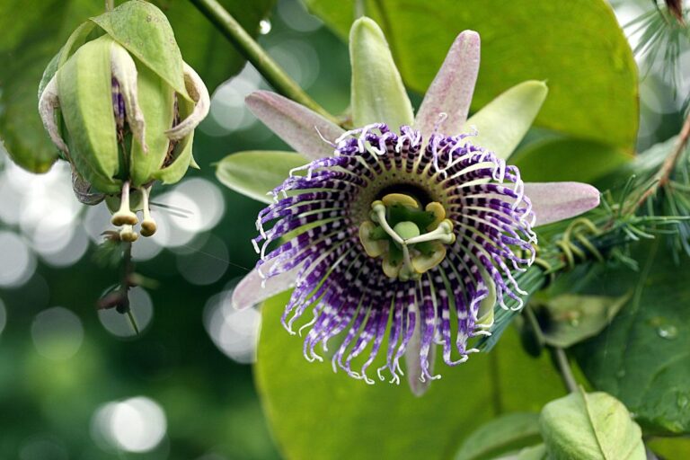Planta maracuy&aacute;: cuidados