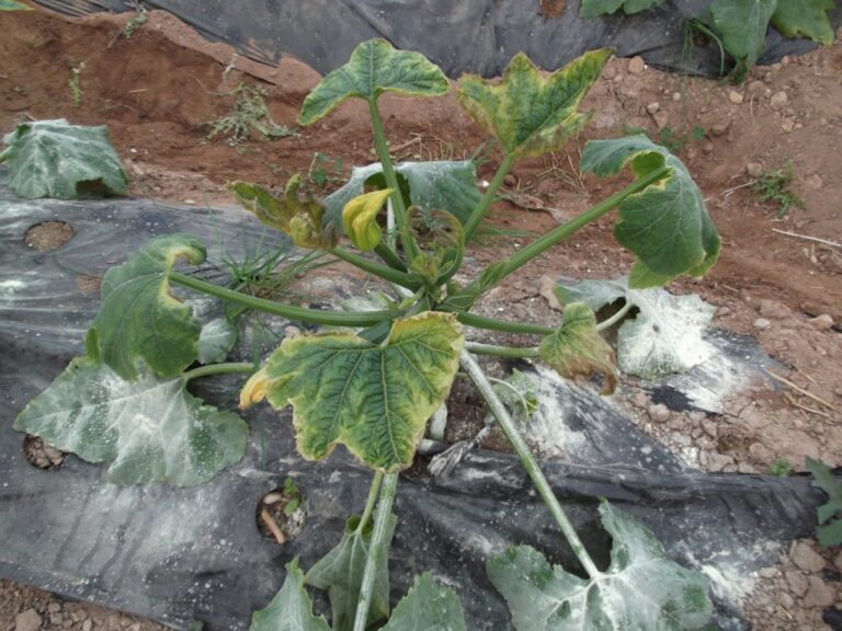Powdery Mildew OR Bad White Zucchini