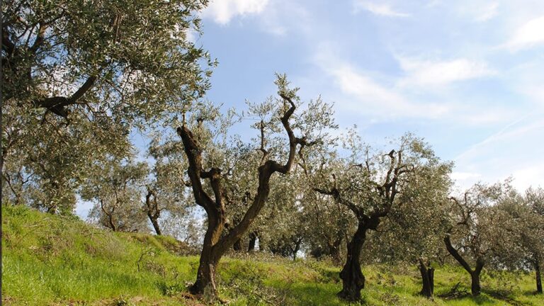 Pruning of olive trees