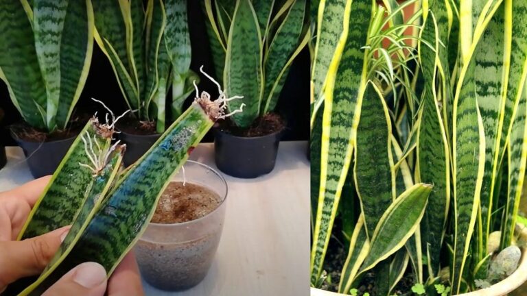 reproduccion de la sansevieria