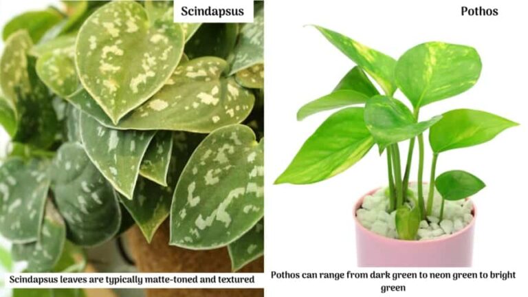 Scindapsus versus Pothos
