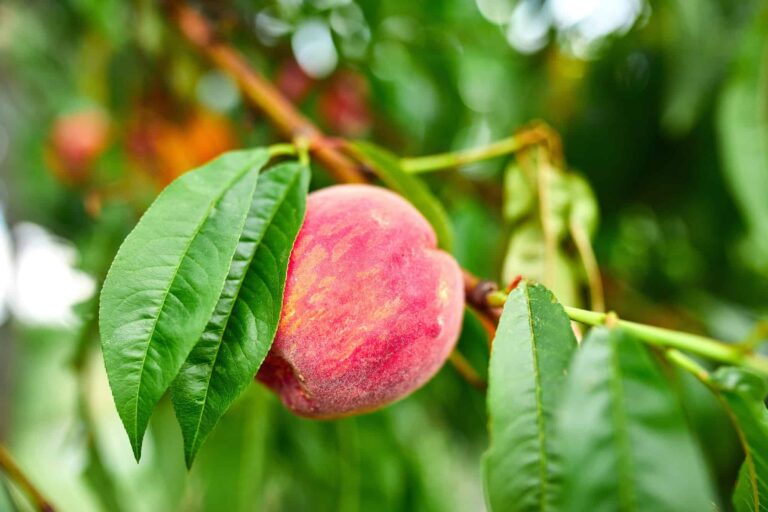Best Indoor Fruit Trees