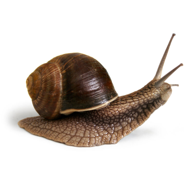 The slugicide becomes a poison